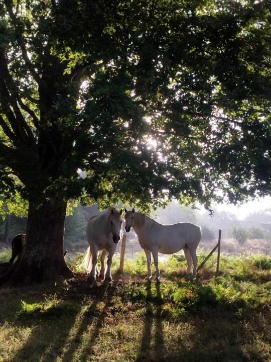 Familial Au Calme Au Coeur Du Perigord Holiday home *